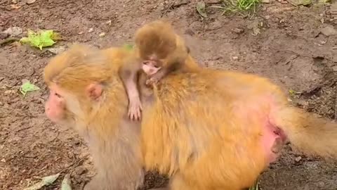 Baby monkey cute animals and mom 15