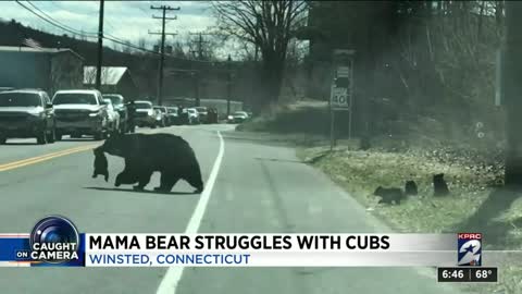 Viral Video Mama bear struggles with cubs