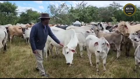 PRESIDENT HH CHECKS ON HIS CATTLE AT HIS KALOMO FARM