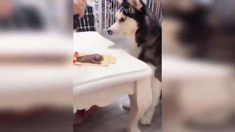 Cat React to Cutting Funny Dog Cake