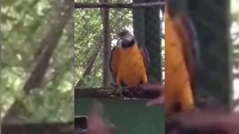 dancing parrot