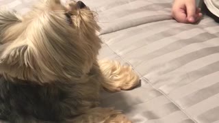 Chubby Little Doggo Throws A Temper Tantrum On A Bed