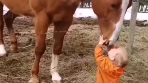 Funny animals horse😅😅