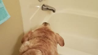 Crazy dog barks at tub for no reason at all