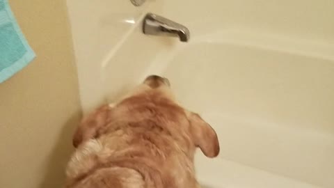 Crazy dog barks at tub for no reason at all