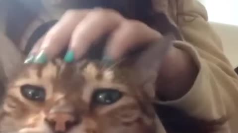 Meowza the Bengal enjoying a head stroke. 😍 So adorable