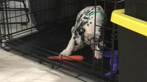 Dalmatian puppy vs a carrot