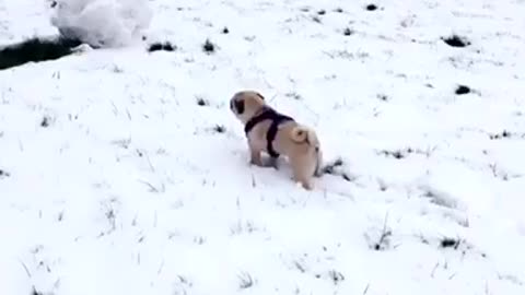 Pug extremely confused by first snow experience