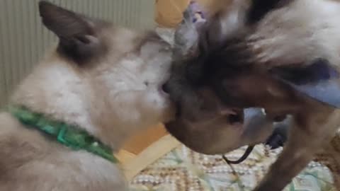Siamese Sibling Cats Tug-of-War Over Live Mouse