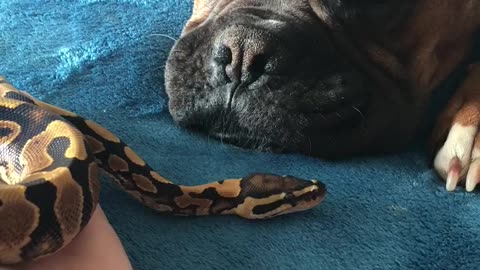 Pooch and Snake Get Along Great