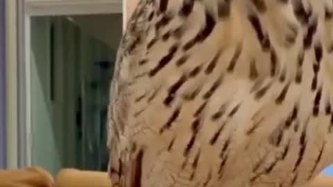 Amazing & funny owl