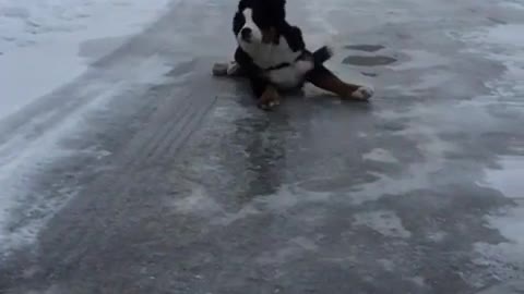 Dog on Ice In Slow Motion