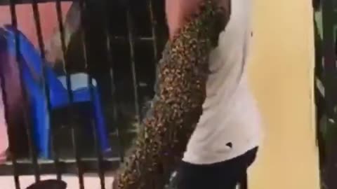 Man transports a bee colony by carrying the queen in his fist 😳