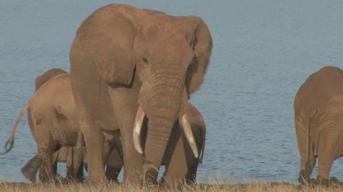 Travel to Africa on safari African Wildlife life