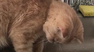 My orange kitten sips water out of metal sink