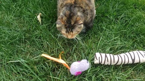 Outside Toy Fun with Cute Cat 😻🐈🐈‍⬛😸