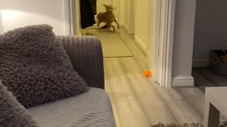 Speedy Dog Spills In Pursuit Of Squeaky Toy