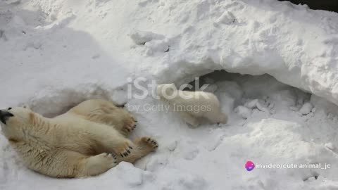 Polar Bear Adventures: Surviving the Arctic