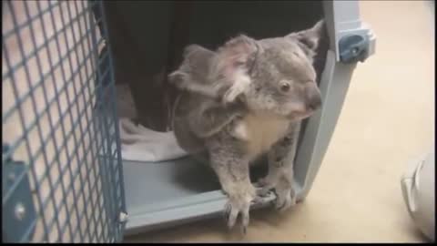 Cutest baby Koala
