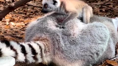 Good morning from our endangered ring-tailed lemur pup and mom! ☀️