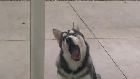 Crazy Husky Can't Stop Licking Glass Door