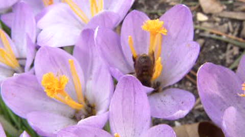 A Honeybee in Crocus