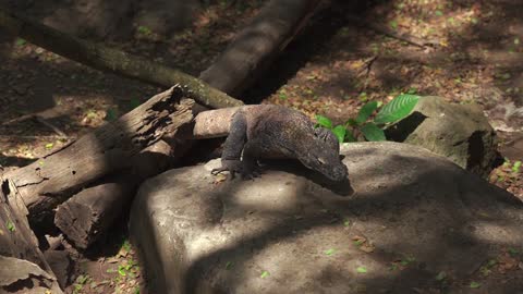 The Komodo dragon (Varanus komodoensis), also known as the Komodo monitor