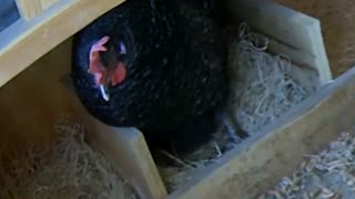 Chicken laying egg takes a deep breath and one hard push