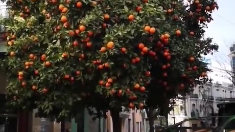 Orange trees harvested by special machines before the oranges fall.