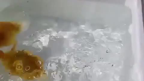 little duck playing in water