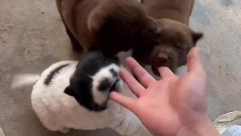 Beautiful dogs baby trending video