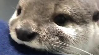 What you otter do