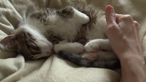 Small Cat Shows His Belly and Purrs