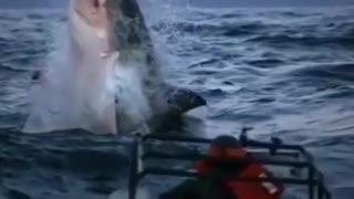 check how great spectacular moves done by dolphins in water