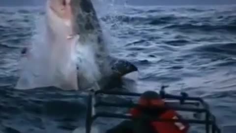 check how great spectacular moves done by dolphins in water