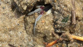 Blue Crab Buries Itself in the Beach