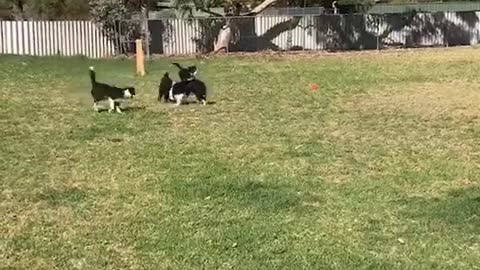4 Dog playing | Funny Dog