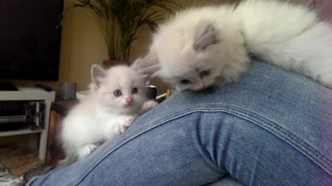 Epic kitten battle takes place on owner's knee