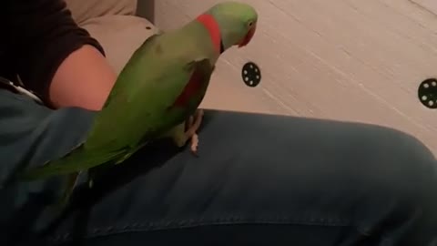 Crazy parrot feathers love music