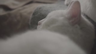 CUTE CAT ANIMAL VIDEO