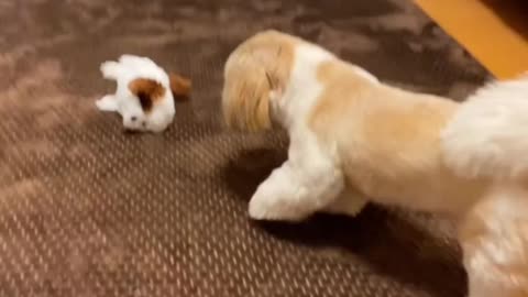 Funny puppy and puppies funny dog video