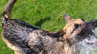 Dog getting sprayed with water and going after it