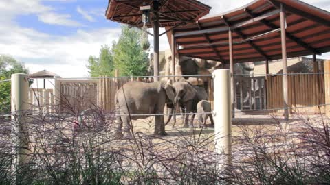 Family of Elephants at the Zoo