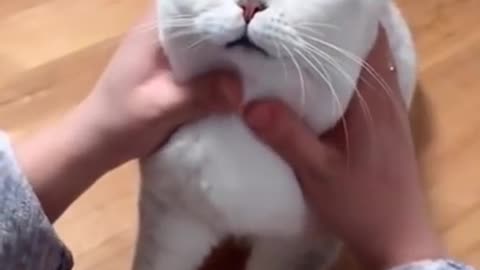 Cat funny videos | cat video kittens beautiful video Viral