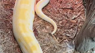 Yellow python