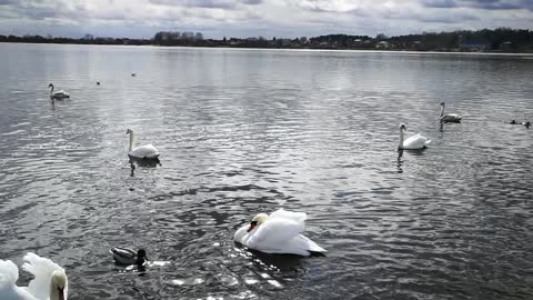 Swans on the river chasing each other