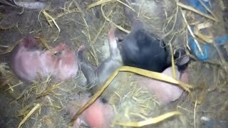 5 day old rabbits with salt
