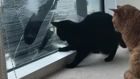 Cat Loves Window Washer