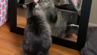 Funniest Cats 😹 - Don't try to hold back Laughter 😂 - Funny Cats Life (30)