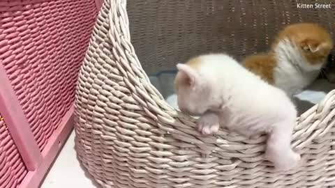 Willie beats his sister Coco and tries to get out of the basket meowing loudly